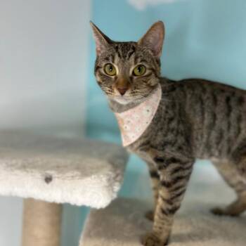 Olive -  Domestic Short Hair Cat for Adoption in Las Vegas, Nevada - Olive | PetCurious