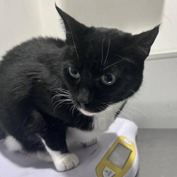 Sassy -  Domestic Short Hair Cat for Adoption in Tampa, Florida - Sassy | PetCurious