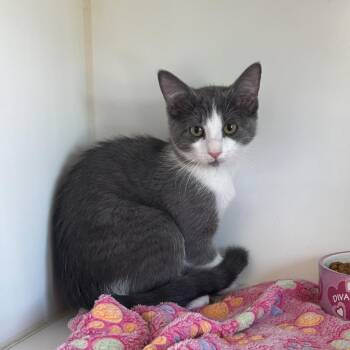 Dory -  Domestic Short Hair Cat for Adoption in Sunnyvale, Texas - Dory | PetCurious