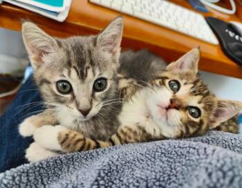 Tabby Cats Available for Adoption - Jackie & Micro | PetCurious