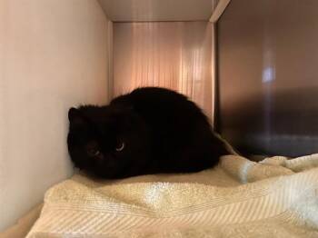 WILLOW -  Domestic Long Hair Cat for Adoption in Colorado Springs, Colorado - WILLOW | PetCurious