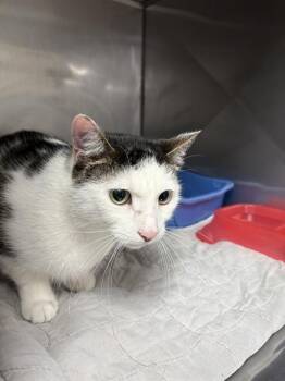 Domestic Short Hair Cats Available for Adoption in Killeen, Texas - KYRO | PetCurious