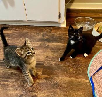Tabby -  Domestic Short Hair Cat for Adoption in Grand Rapids, Michigan - Tabby | PetCurious