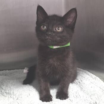 Bagheera -  Domestic Short Hair Cat for Adoption in Fort Wayne, Indiana - Bagheera | PetCurious