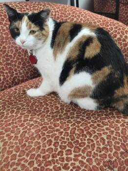 Cali -  Calico Cat for Adoption in Fairmont, West Virginia - Cali | PetCurious