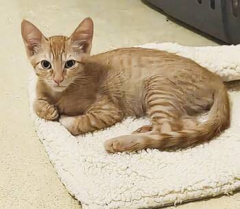 Peanut Summerlover -  Domestic Short Hair and Tabby Cat for Adoption in Chandler, Arizona - Peanut Summerlover | PetCurious