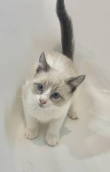 Siamese Cats Available for Adoption in Napa, California - Eddy Napa | PetCurious