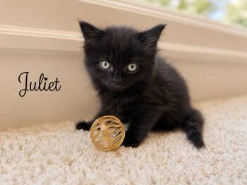 Juliet -  Domestic Medium Hair Cat for Adoption in Vancouver, Washington - Juliet | PetCurious