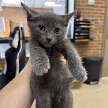 Domestic Short Hair Cats Available for Adoption in Birmingham, Alabama - Baloo | PetCurious
