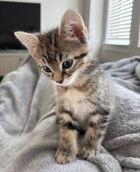 Sweet Dee -  Domestic Short Hair Cat for Adoption in Nashville, Tennessee - Sweet Dee | PetCurious