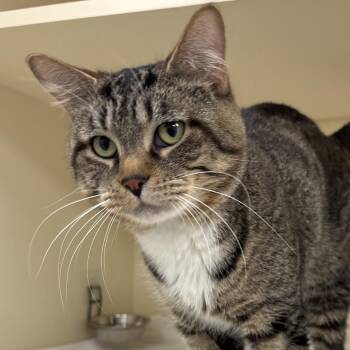 Bacon - Coming Soon! -  Domestic Short Hair Cat for Adoption in Naperville, Illinois - Bacon - Coming Soon! | PetCurious
