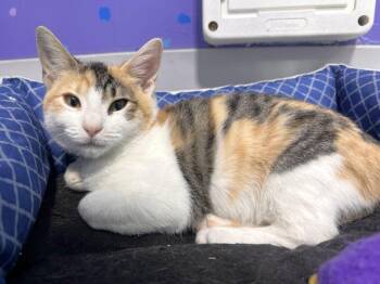 Lelani -  Domestic Short Hair Cat for Adoption in Colorado Springs, Colorado - Lelani | PetCurious