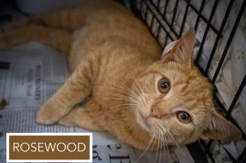 Tabby Cats Available for Adoption in Greenville, Delaware - Rosewood (FCID# 04/09/2026 - 1) | PetCurious
