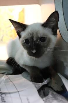 Sabrina Carpenter -  Siamese Cat for Adoption in New Orleans, Louisiana - Sabrina Carpenter | PetCurious