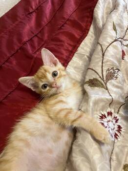 Rescue Domestic Short Hair Cats for Adoption in Powdersville, South Carolina - Sully | PetCurious