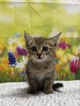 Domestic Short Hair Cats Available for Adoption in San Antonio, Texas - Crocodile | PetCurious