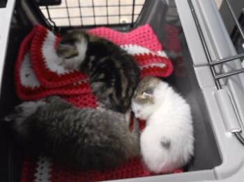 TWICE BAKED -  Domestic Short Hair Cat for Adoption in Omaha, Nebraska - TWICE BAKED | PetCurious