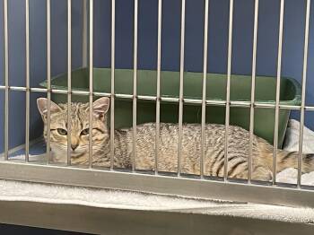 Gremlin Tag 649 -  Domestic Short Hair Cat for Adoption in Central Islip, New York - Gremlin Tag 649 | PetCurious