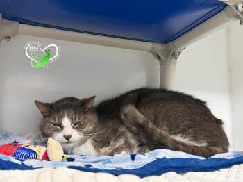 Domestic Short Hair Cats Available for Adoption - Felicia | PetCurious