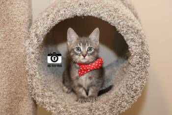 Firebird -  Domestic Short Hair Cat Available for Adoption in Overland Park, Kansas - Firebird | PetCurious