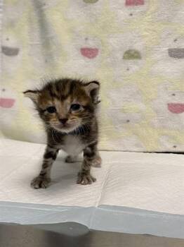 Rescue Domestic Short Hair Cats for Adoption in Dallas, Texas - TIKE | PetCurious