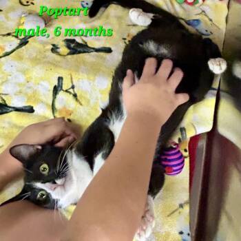 Poptart -  Domestic Short Hair Cat for Adoption in Buffalo, New York - Poptart | PetCurious