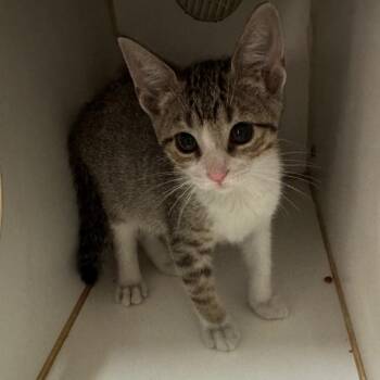 Domestic Short Hair Cats Available for Adoption in San Antonio, Texas - Celty | PetCurious