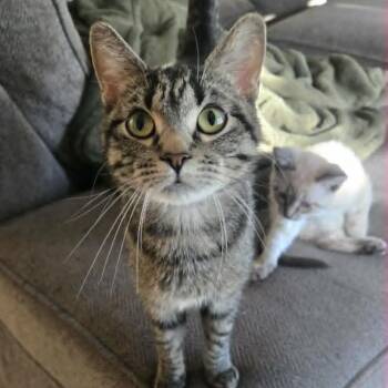 Waffle -  Domestic Short Hair Cat for Adoption in Lyle, Minnesota - Waffle | PetCurious