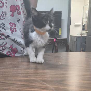 Johnathan -  Domestic Short Hair Cat for Adoption in Clanton, Alabama - Johnathan | PetCurious