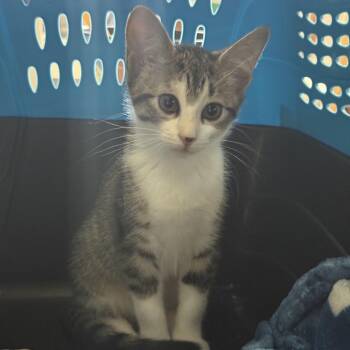Foofer -  Domestic Short Hair Cat for Adoption in Philadelphia, Pennsylvania - Foofer | PetCurious