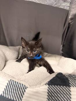 PEPPER JACK -  Domestic Short Hair Cat for Adoption in Grovetown, Georgia - PEPPER JACK | PetCurious