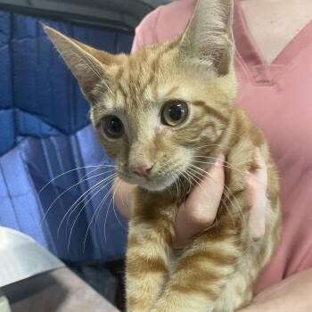 Phoenix -  Domestic Short Hair Cat for Adoption in Woodbridge Township, New Jersey - Phoenix | PetCurious