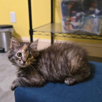 Astoria -  Domestic Medium Hair Cat for Adoption in Brownsboro, Alabama - Astoria | PetCurious