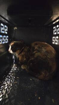 Rescue Domestic Short Hair Cats for Adoption in Montreal, Quebec - Abigael | PetCurious