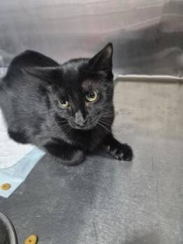 Peanut -  Domestic Short Hair Cat for Adoption in Simcoe, Ontario - Peanut | PetCurious