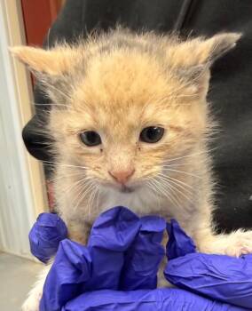 Shannon -  Domestic Medium Hair Cat for Adoption in Greencastle, Indiana - Shannon | PetCurious