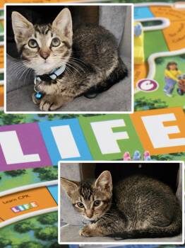 Life -  Tabby Cat for Adoption in Pasco, Washington - Life | PetCurious