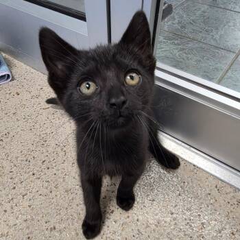 Dottie -  Domestic Short Hair Cat for Adoption in Oshkosh, Wisconsin - Dottie | PetCurious