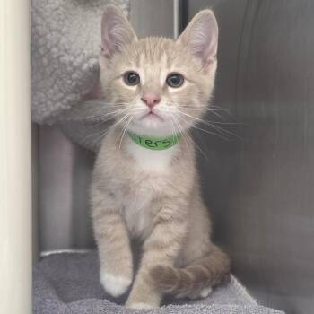 Butters -  Domestic Short Hair Cat for Adoption in Fort Wayne, Indiana - Butters | PetCurious