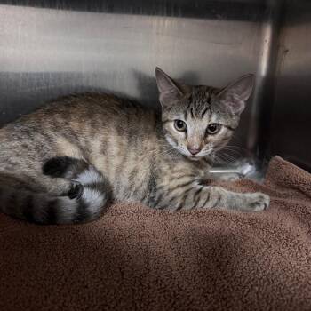 Zuri 29900 -  Domestic Short Hair Cat for Adoption in Middleburg, Florida - Zuri 29900 | PetCurious