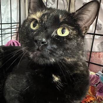 Tortoiseshell Cats Available for Adoption -  Sienna  | PetCurious