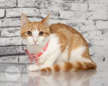 Lisa -  Domestic Short Hair and Tabby Cat for Adoption in Tuscaloosa, Alabama - Lisa | PetCurious