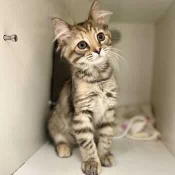 Crunch -  Domestic Medium Hair Cat for Adoption in Champaign, Illinois - Crunch | PetCurious