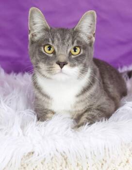 Bizzy -  Domestic Short Hair Cat for Adoption in Gilbert, Arizona - Bizzy | PetCurious
