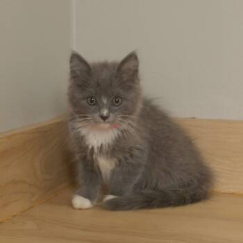 Rescue Domestic Medium Hair Cats for Adoption in Minnetonka, Minnesota - Boo C66961 | PetCurious