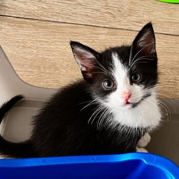Vanilli -  Domestic Short Hair Cat for Adoption in Pompano Beach, Florida - Vanilli | PetCurious