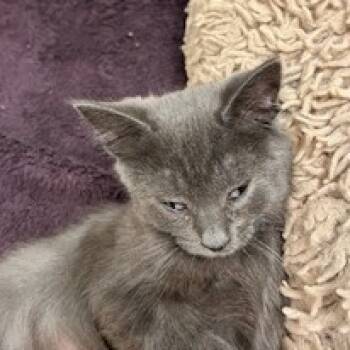 Rescue Domestic Short Hair Cats for Adoption in Buellton, California - Hersey Kiss | PetCurious