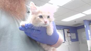PARKER -  Domestic Long Hair and Domestic Short Hair Cat for Adoption in Omaha, Nebraska - PARKER | PetCurious