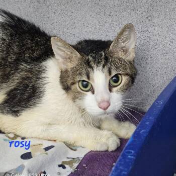 Rosy Maple -  Domestic Short Hair Cat for Adoption in Evansville, Indiana - Rosy Maple | PetCurious