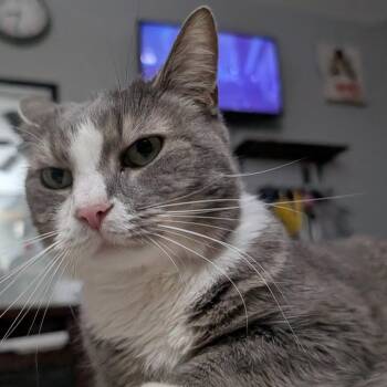 Domestic Short Hair Cats Available for Adoption in Reisterstown, Maryland - Tinker (paired With Pirate) | PetCurious